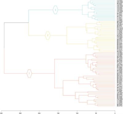 Assessment of the progression of kidney renal clear cell carcinoma using transcriptional profiles revealed new cancer subtypes with variable prognosis